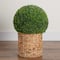 2ft. UV-Resistant Artificial Boxwood Ball Topiary in Hyacinth Weave Basket